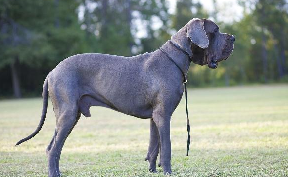 大丹犬性格怎么样啊