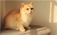 猫咪即将生产会有什么表现吗