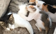 猫咪吃奶为什么咬尾巴根啊