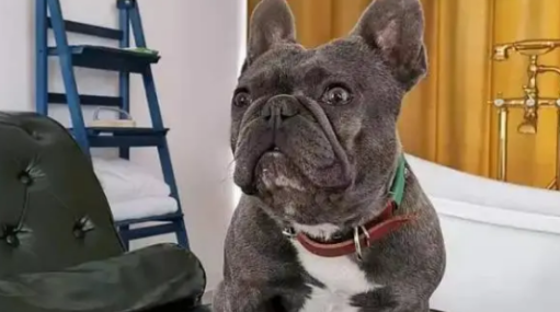 蓝牛犬的优点和缺点是什么? 蓝牛犬的优点和缺点是什么?