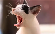 猫咪为什么晚上不叫唤呢