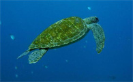 淡化绿海龟能活多久啊