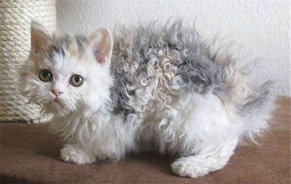养塞尔凯克卷毛猫价格