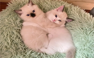 猫咪为什么屁股发抖呢