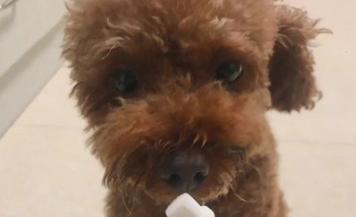 颖特宠物牙膏怎么样?爱宠口腔清洁的好帮手 颖特宠物牙膏怎么样?爱宠口腔清洁的好帮手