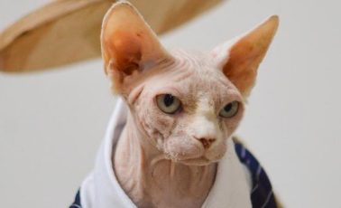 比鲁斯猫是什么品种?不妨来这看看! 比鲁斯猫是什么品种?不妨来这看看!