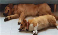 金毛几个月开始猛长毛了