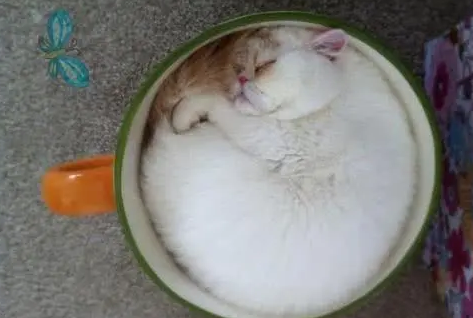 茶杯猫长什么样子图片