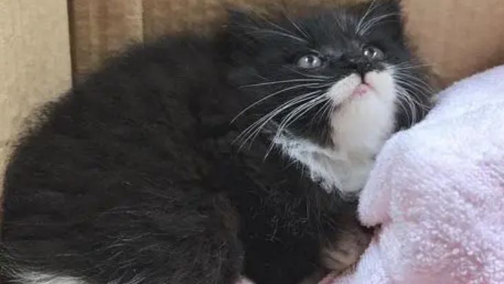 四蹄踏雪猫是什么品种 四蹄踏雪猫是什么品种