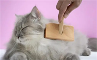 猫咪为什么会抱头发啊
