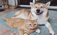 为什么猫咪会招惹猫狗