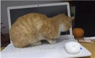 猫为什么喜欢尿键盘呢