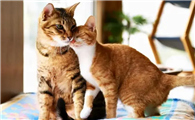 猫咪为什么喜欢亲妈妈呢