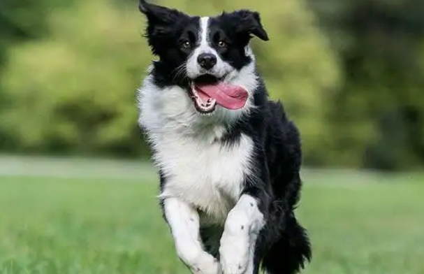 边牧犬的智商高吗多少 边牧犬的智商高吗多少
