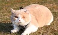 怎么样的猫是健康的呢