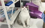 猫为什么会乱收拾呢