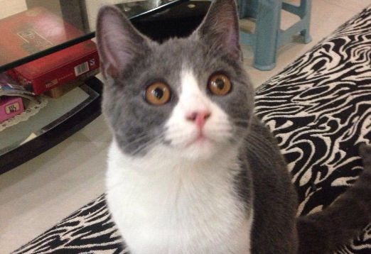 猫和老鼠汤姆猫是什么品种