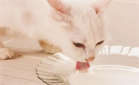猫生了小猫之后应该给吃什么东西