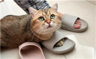 猫咪为什么要攻击我拖鞋呢