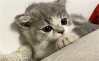 猫为什么喜欢被捏脸