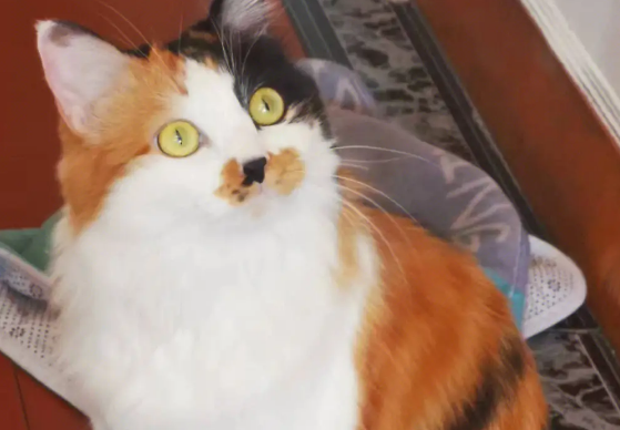 “三花猫”为什么这么多人养?有颜值有智商,很难不爱播 “三花猫”为什么这么多人养?有颜值有智商,很难不爱播