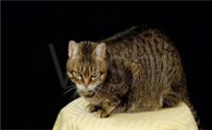 猫咪的眼睛是什么形状的图片