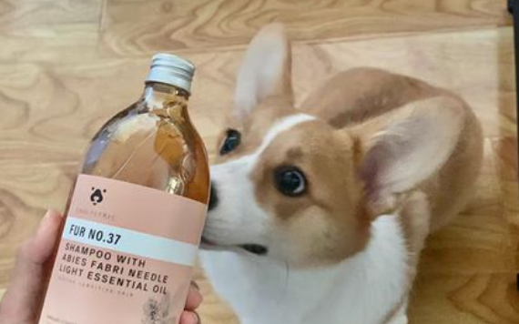 狗屁屁抹腮红，猫眼睛涂精华，宠物美妆你不懂