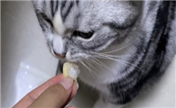 为什么猫咪爱吃花蛤啊