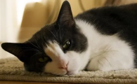 猫脖颈处皮下有一个软软的鼓包是什么病