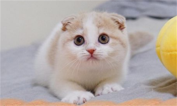 猫咪品种百科:苏格兰折耳猫,如果为它好,记得带上它去做绝育 猫咪品种百科:苏格兰折耳猫,如果为它好,记得带上它去做绝育