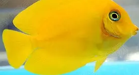 黄眼吊的饲养方法是什么？来了解下吧