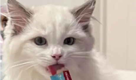 麦大林猫条怎么样？