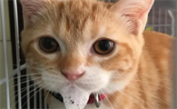 猫持续呕吐是怎么回事啊