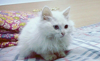 全身白色的长毛猫是什么品种