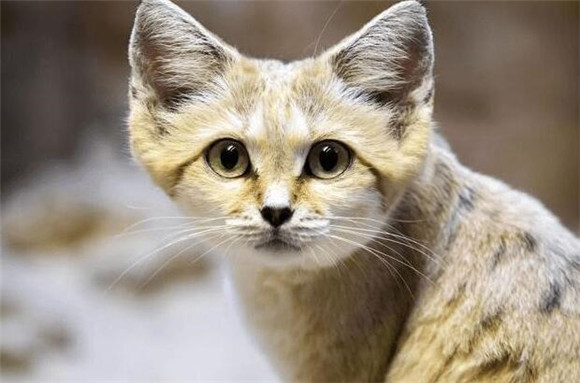 沙漠猫为什么不能养