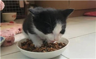 猫咪站着吃饭