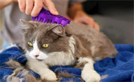 猫咪极其抗拒梳毛为什么
