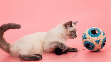 精灵猫宠物用品怎么样? 精灵猫宠物用品怎么样?