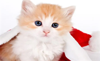 猫咪吐白沫是怎么回事