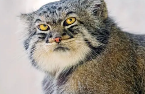 帕拉斯猫凶狠吗？