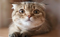 猫咪为什么喜欢做键盘操作