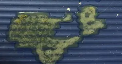 猫吐绿水怎么回事啊