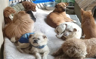 在哪可以免费领养小宠物啊