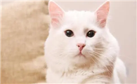 猫咪为什么突然变得很温顺呢