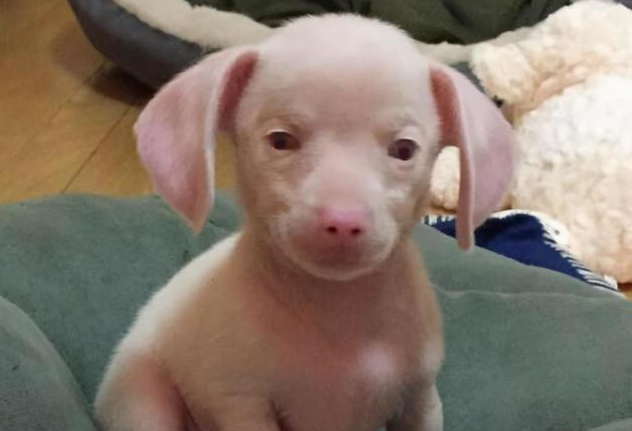 狗狗意外怀孕后，生下独生子，模样让主人看不懂，这不是猪么