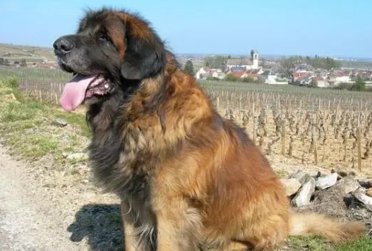 一文详解:兰伯格犬的特征有哪些? 一文详解:兰伯格犬的特征有哪些?