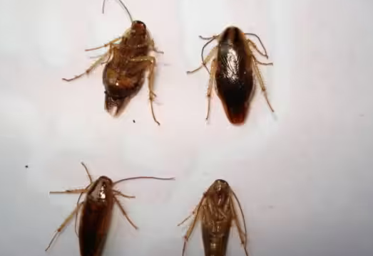 完全消灭蟑螂的几种方法,真正彻底消灭蟑螂的方法 完全消灭蟑螂的几种方法,真正彻底消灭蟑螂的方法