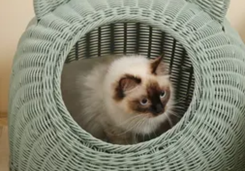 迈仕宠物和疯狂小狗哪个好 迈仕宠物和疯狂小狗哪个好
