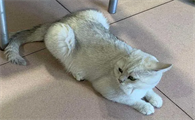 家猫吃生肉好还是吃熟的好