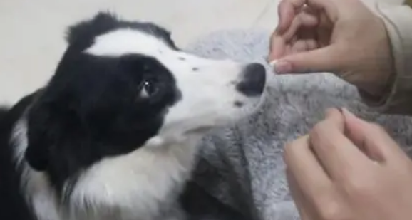 华康兽药品牌介绍——宠物健康的守护者！